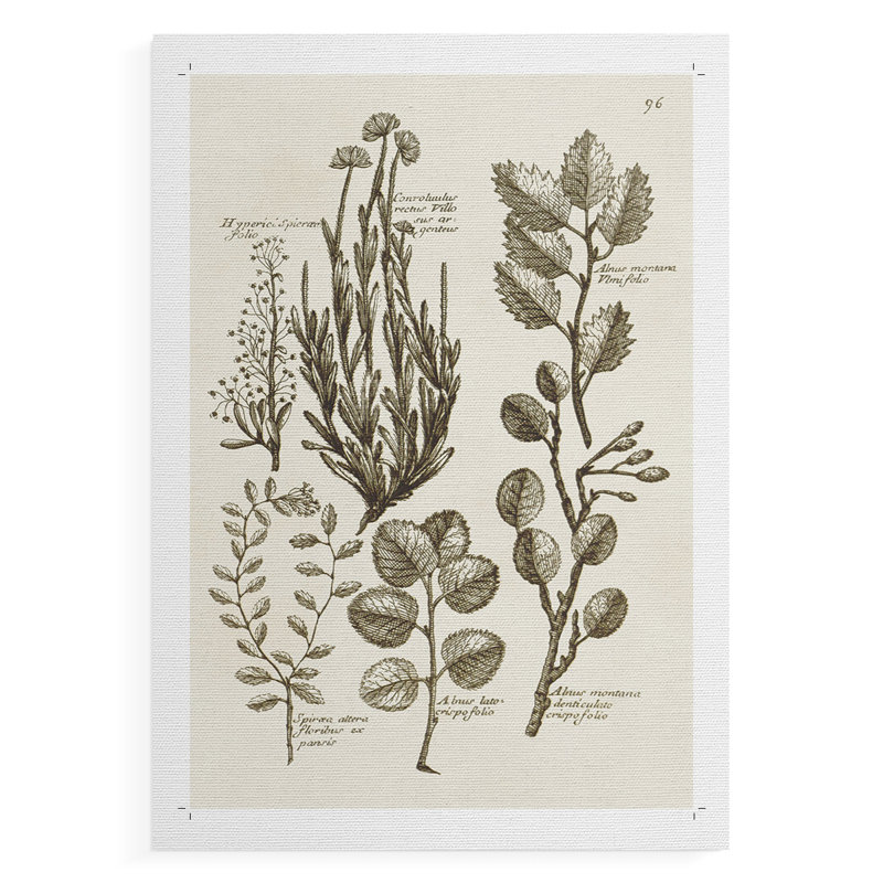 Sépia Botanical Journal VIII - Impression sur toile seulement - NON-CADRE, H 18 po x l 12 po