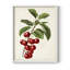 Antique Fruit II, reproduction encadrée - bois massif-1184347276-1184347277