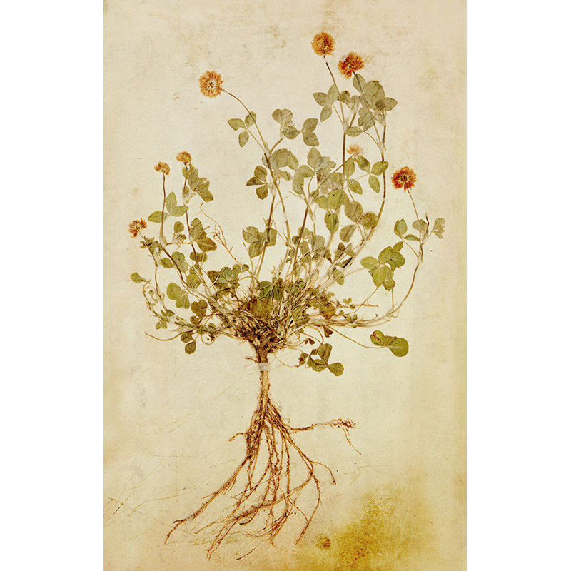 Pressed Flowers III Print by Michelle Bennett, Outdoor, 28" H x 24" W x 1.5" D