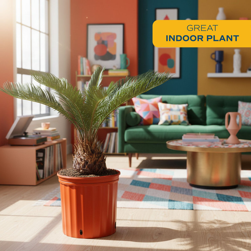 Sago Palm Tree in Nursery Pot