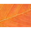 Autumn Leaf Print by Philippe Monthoux-65796641-65796644
