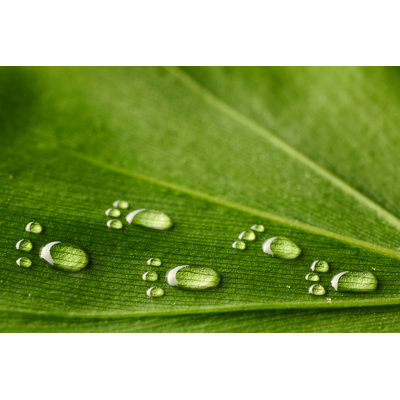Water Footprints On Leaf by Haveseen - Wrapped Canvas Print