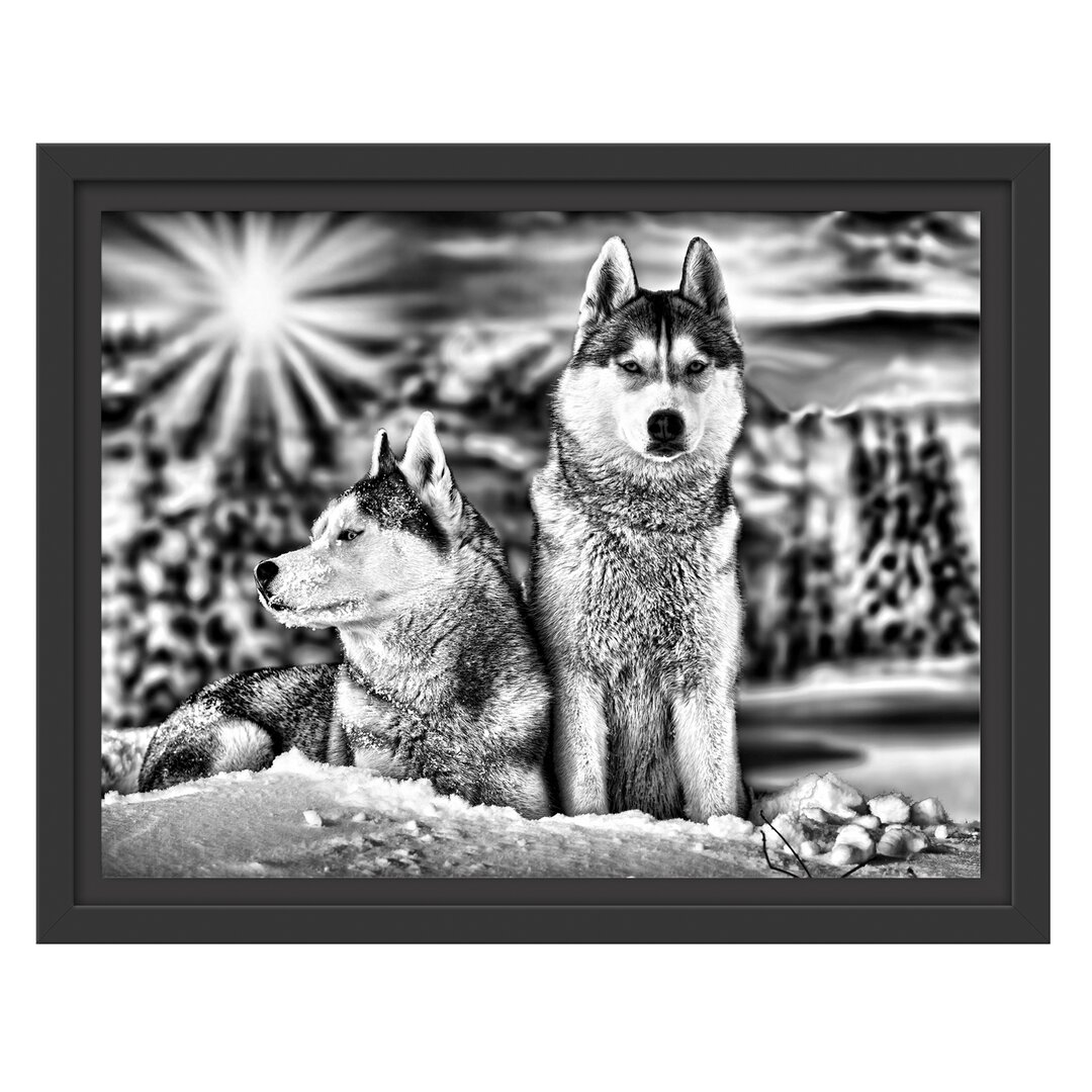 Gerahmtes Wandbild Zwei wilde Huskies