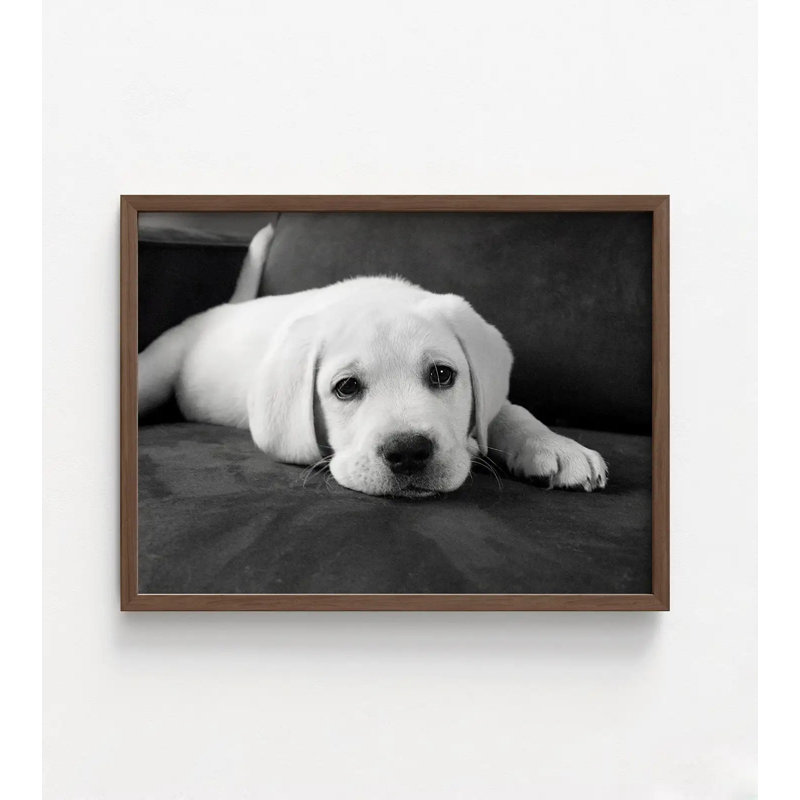 Reproduction de photo de chiot Marcua, H 5 po x l 7 po, Impression encadrée sans passe-partout, Brun