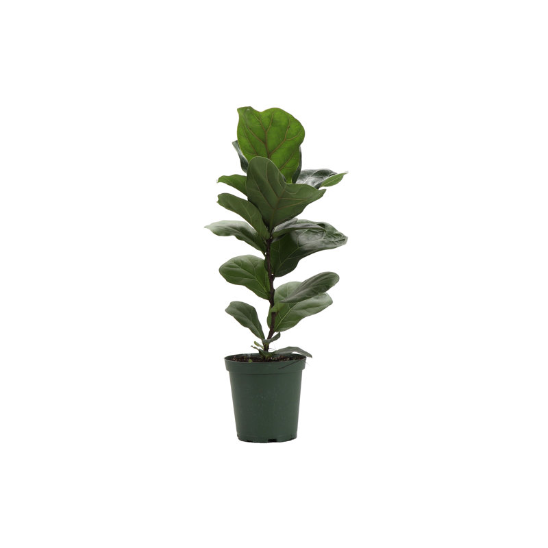 Live Fiddle Leaf Fig Plant, 6" Diameter