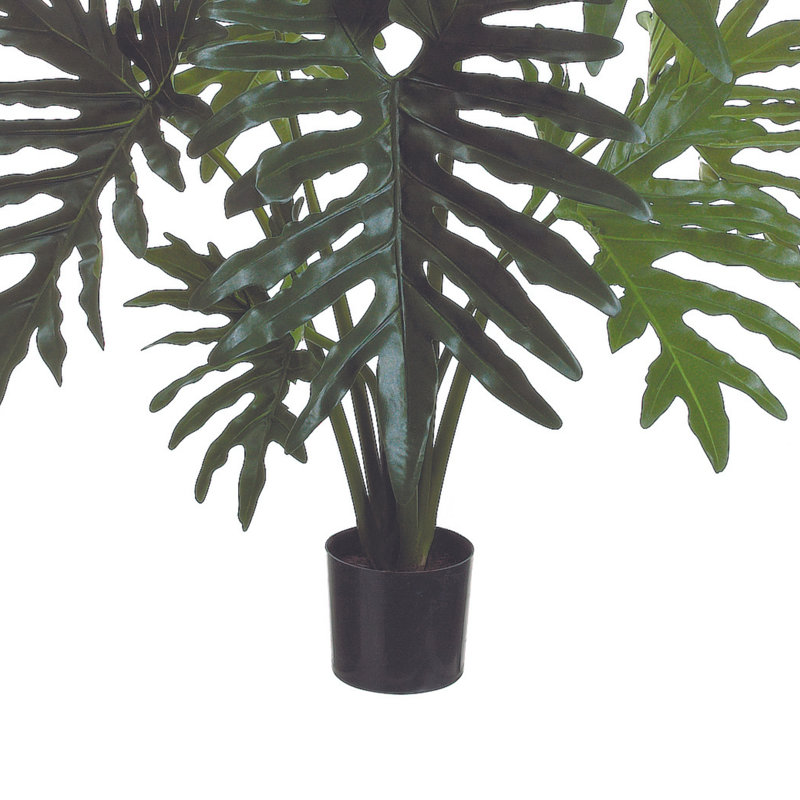 Usine de Philodendron Weatherhill Elspeth