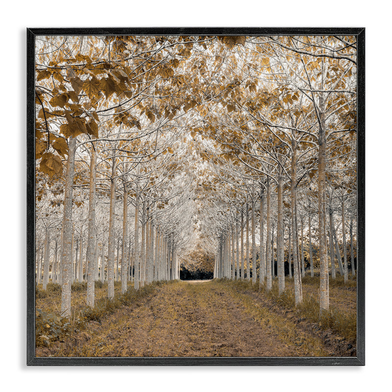 Giclée encadrée de bouleau blanc, or par Assaf Frank, Giclée encadrée noir minuit, H 12 po x l 12 po