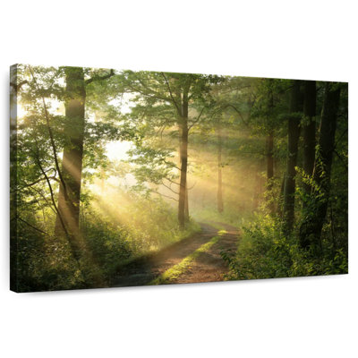 Alvord Forest Road Sunshine