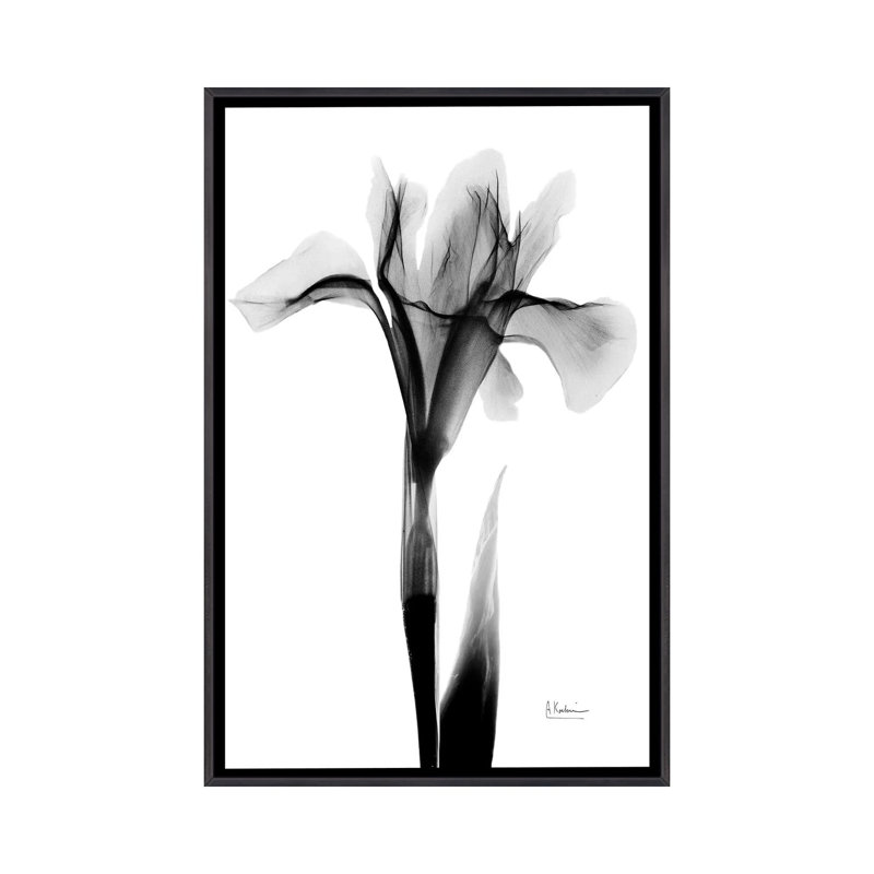 «Expressed Iris I» par Albert Koetsier, impression, Aucun mat, H 40 po x l 26 po x P 1,5 po, Toile avec cadre noir patiné
