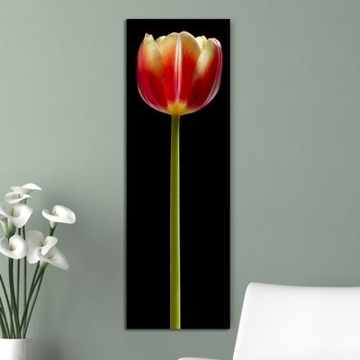 " Tall Orange Tulip " Print