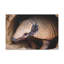 «Coming Out Armadillo Portrait of Hairy Armadillo», art mural-887446919