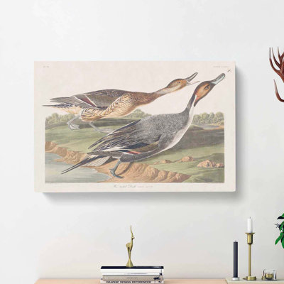 Pin-Tailed Ducks by John Audubon - Wrapped Canvas