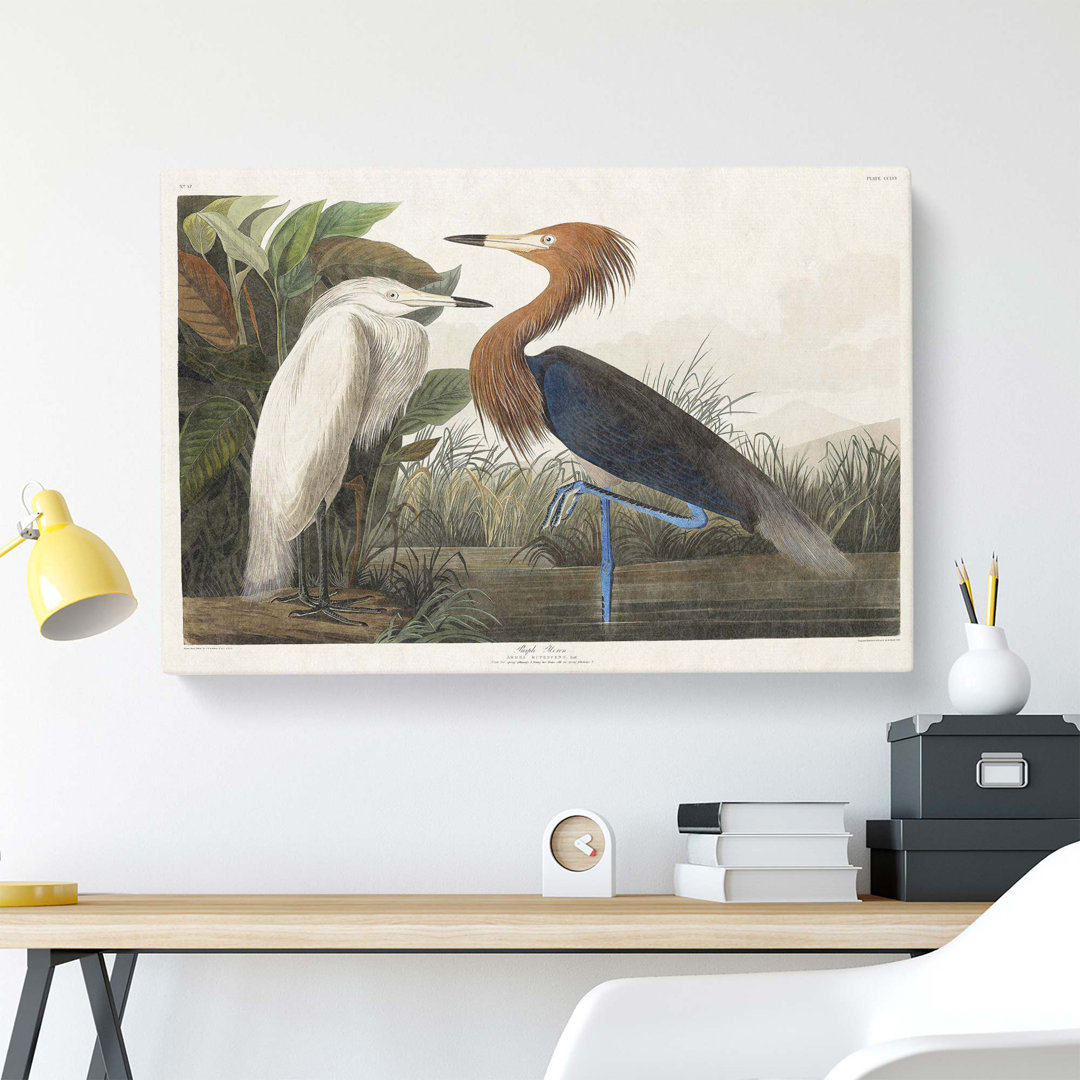Purple Heron by John James Audubon - Wrapped Canvas