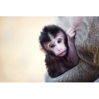 Monkeys at Angkor Wat by Rocky89