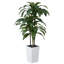 Dracaena vert artificiel Adcock résistant aux rayons UV, faux arbre avec une grande base pour l'intérieur et l'extérieur-953118008-953117990