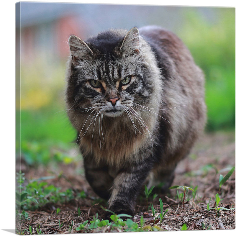 " American Bobtail Cat ", 36" H x 36" W x 1.5" D