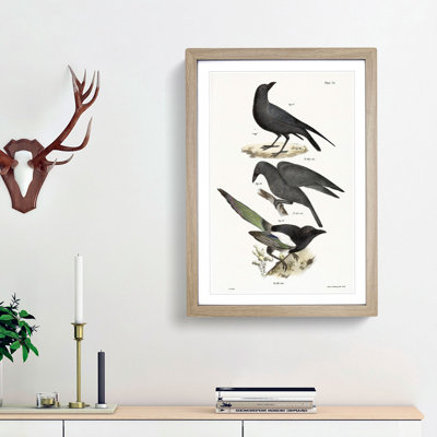 Raven, Crow and Magpie by J.E. De Kay - Framed Print