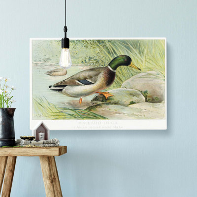 Mallard Duck by J.L. Ridgway - Wrapped Canvas