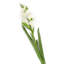Silk Iris Arrangement-31151100-31151102