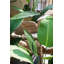Palmier en pot artificiel-536360813