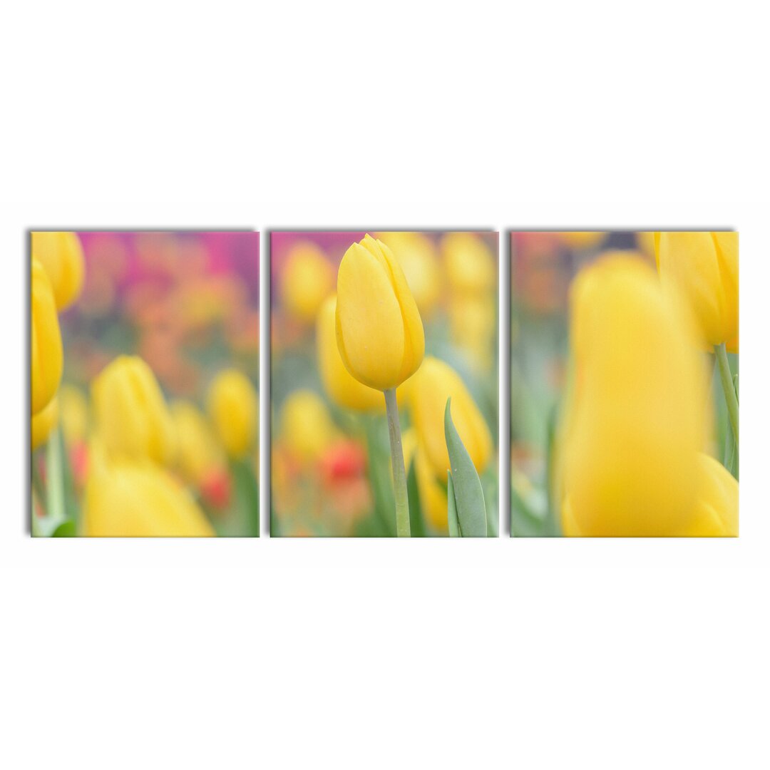 3-tlg. Leinwandbilder-Set Yellow Tulips in Spring