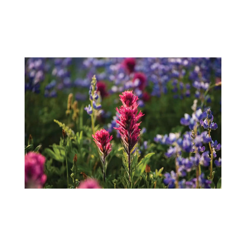 Close-Up Of Wildflowers, Mount Rainier National Park, Washington State, USA VI - Wrapped Canvas Print