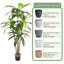 Pots ronds artificiels en résine et arbre Dracaena-543147090-544690711