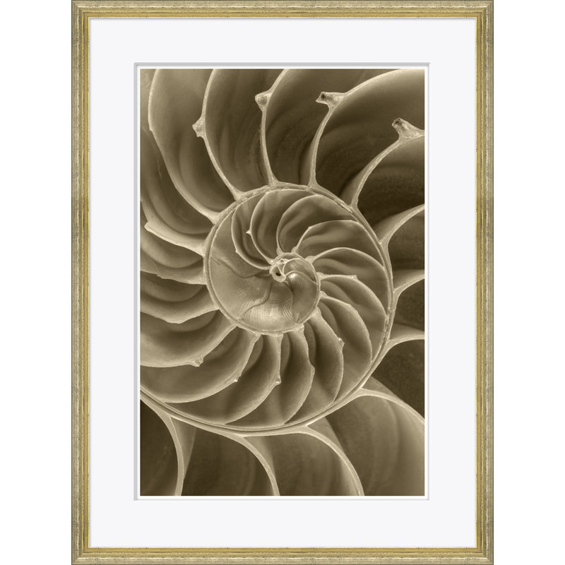 Sealife In Sepia Giclee Print