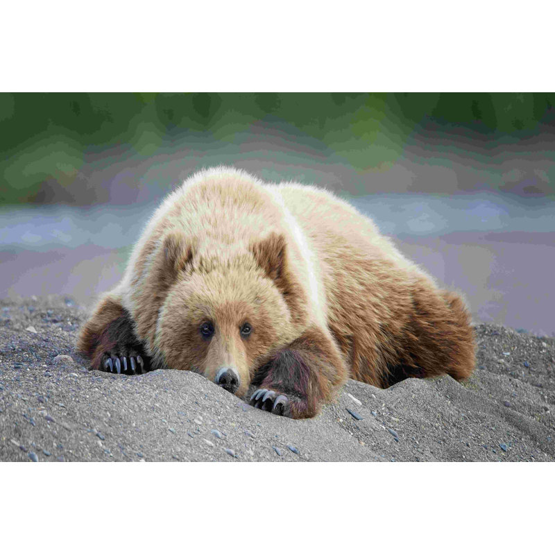 Bear Life X, H 8 po x l 12 po