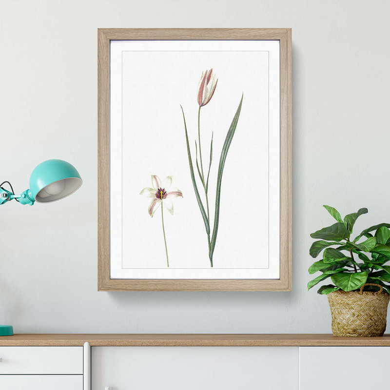 Lady Tulip Flowers by Pierre-Joseph Redoute - Picture Frame Painting Print, 36cm H x 27cm W x 2cm D, Oak Framed