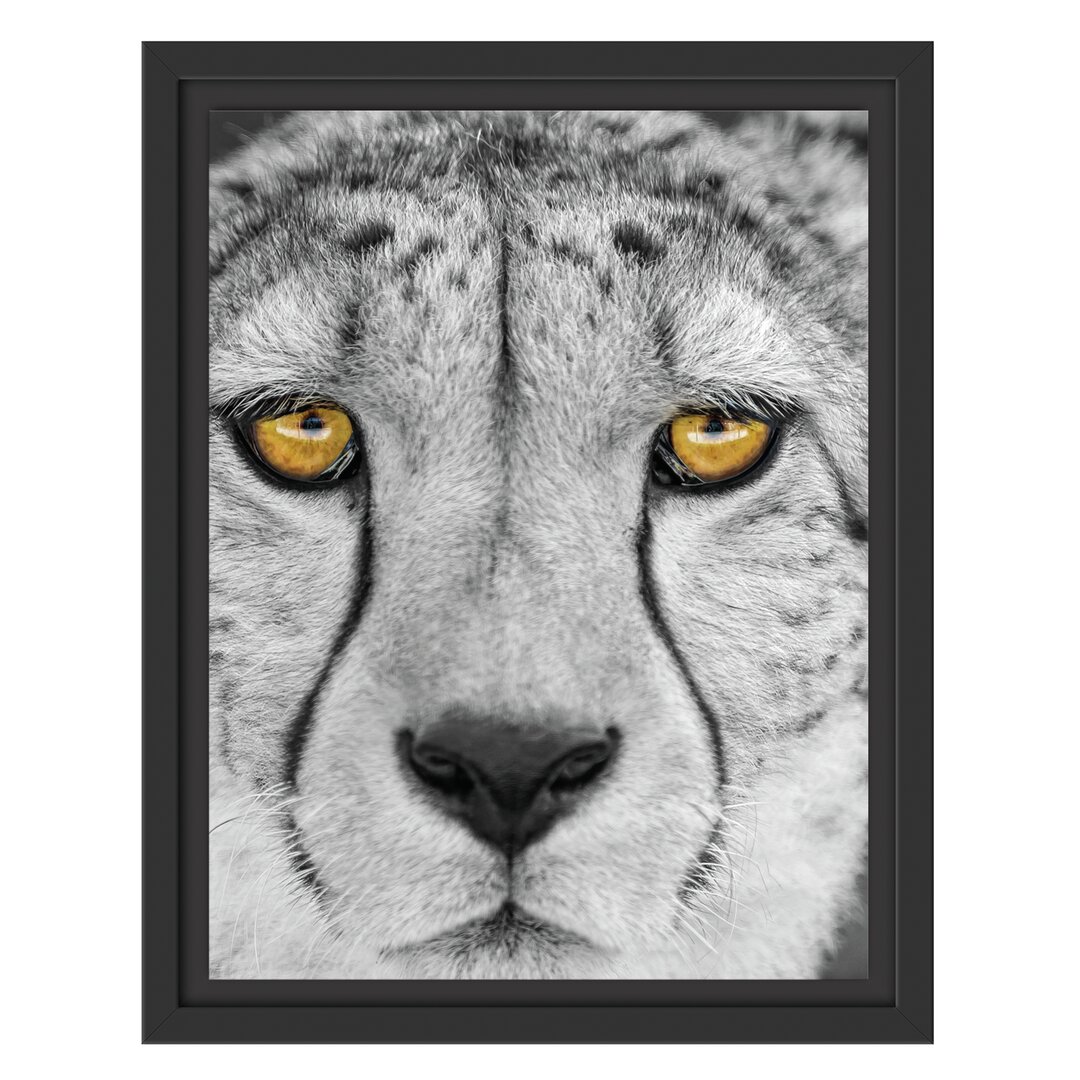 Gerahmtes Wandbild ruhender Gepard