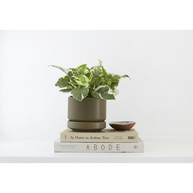 Pot à fleurs en céramique Byer, H 6 po x l 7 po x P 7 po, Olive