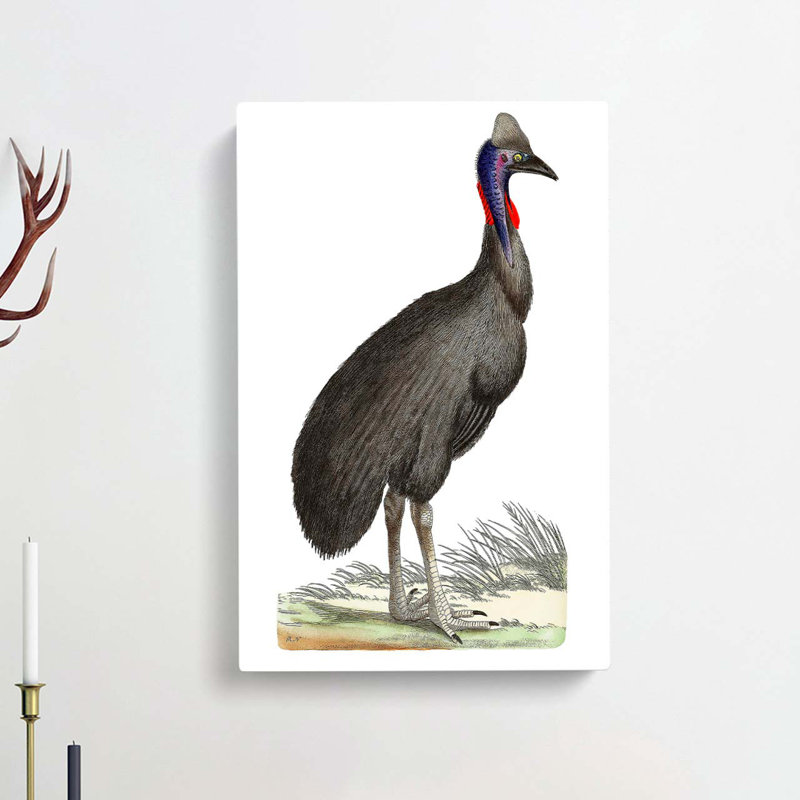 Black Cassowary Bird by George Shaw - Wrapped Canvas, 60cm H x 40cm W x 3cm D