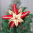 The Holiday Aisle® Handmade Jubilant Star Wool Felt Tree Topper