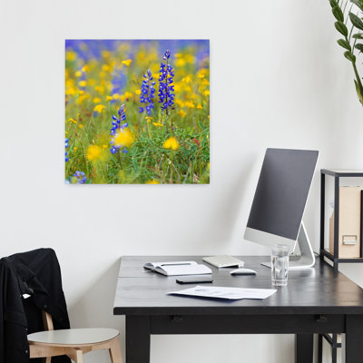 Texas Bluebonnet en fleurs parmi des fleurs sauvages jaunes, mise au point sélective, Texas, États-Unis Art floral coloré abstrait contemporain coloré