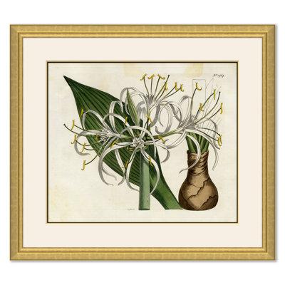 Curtis Floral Studies Giclee Print