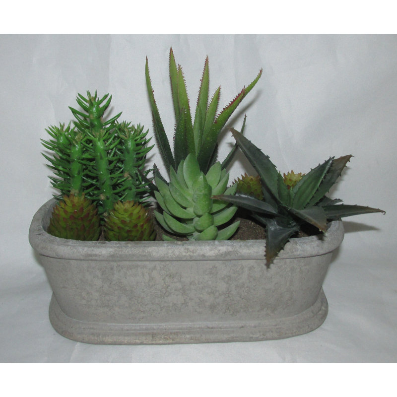 Succulent plante en panier