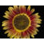 Candy Mountain Sunflower Print by Harold Davis-65795469-132434053