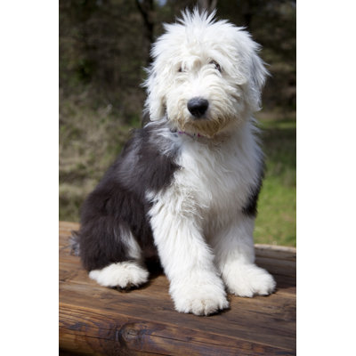 Old English Sheepdog 1 Piece Wrapped Canvas Wall Art