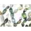 Motif de cactus Opuntia - impression botanique encadrée
