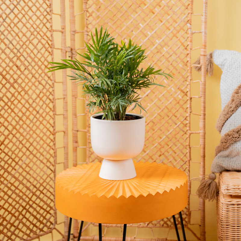 Parlor Palm Tree in Ceramic Planter