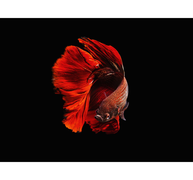 Wrapped Canvas Print, 60.96 cm H x 91.44 cm W