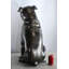 Sculpture de jardin bouledogue anglais en aluminium taille réelle Bold 22 po x 15 po x H 29 po