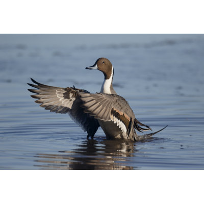 " Northern Pintail " by Mikelane