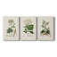 Antique Turpin Botanical I - toile tendue avec châssis sur mesure - 3 pièces-796071730