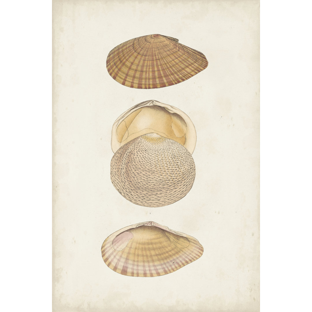 Leinwandbild Antiquarian Shell Study I