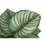 Plante 12,5 po Mcclellan