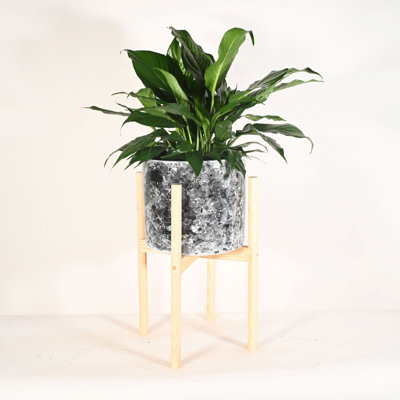 Upshining Live Flowering Plant in Ceramic Planter