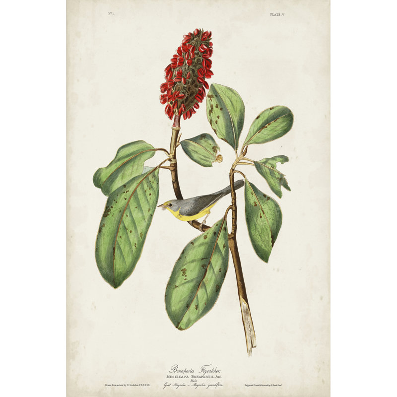 Pl 5 Bonaparte's Flycatcher by John Audubon - Wrapped Canvas Painting, 76cm H x 51cm W