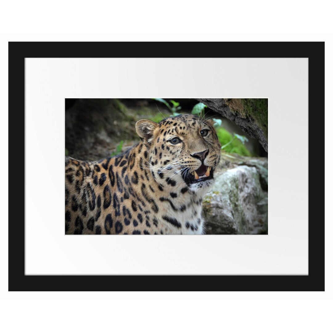 Gerahmtes Poster Prachtvoller Leopard